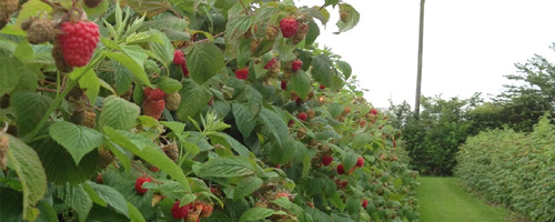 Picking Raspberries